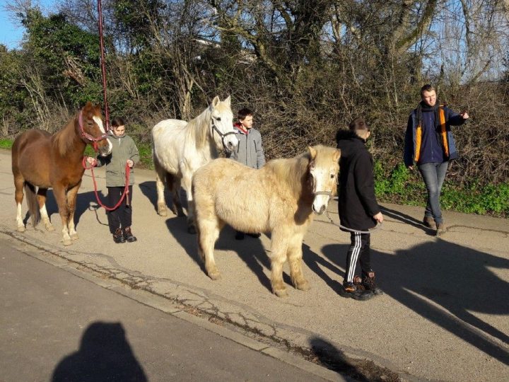 La médiation animale au DITEP de Boulay